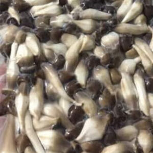 NẤM MỐI HỮU CƠ