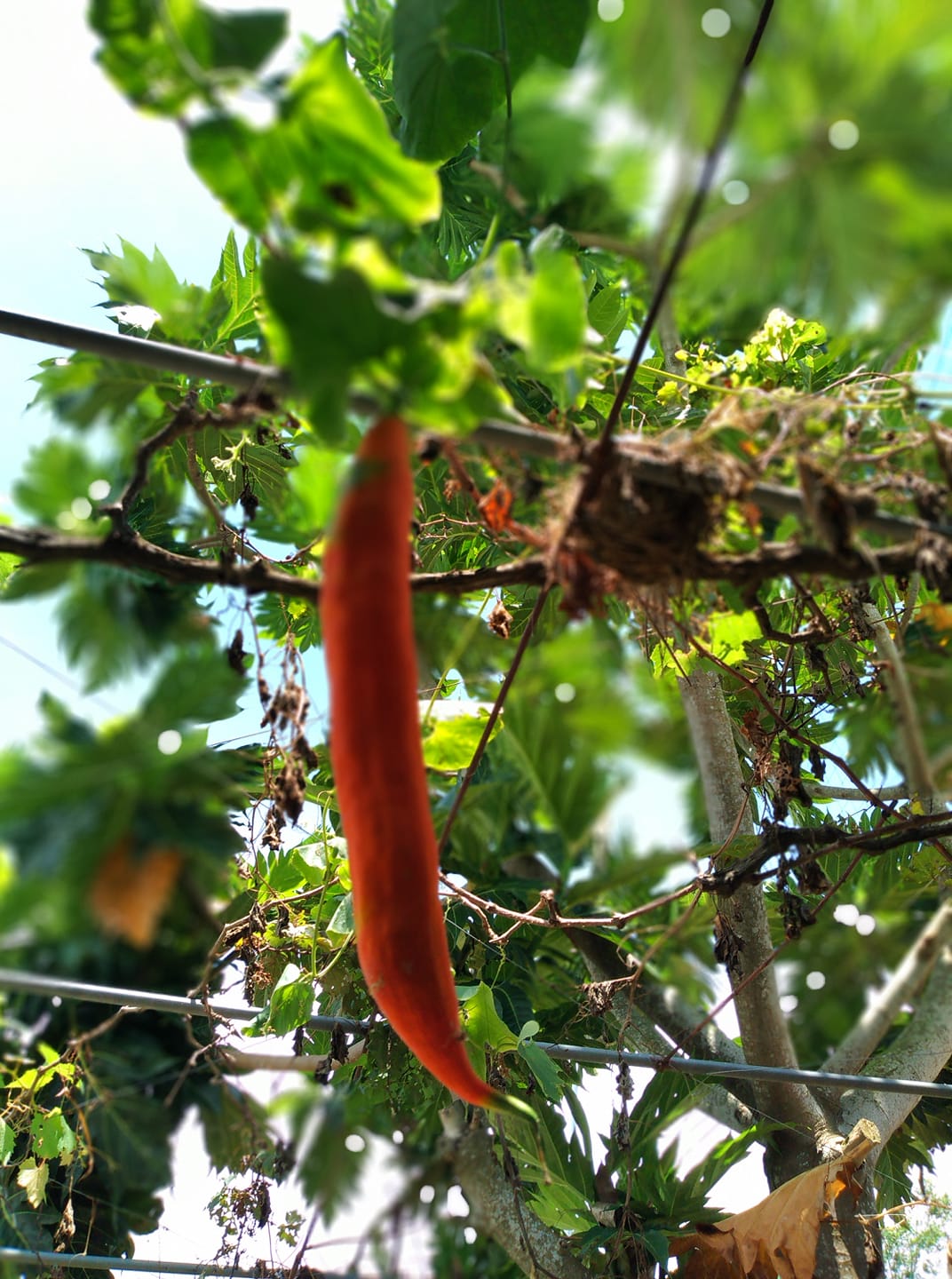 Ethephon (Chất làm chín trái cây, rụng lá sinh lý) Ethephon (Chất làm chín trái cây, rụng lá sinh lý)