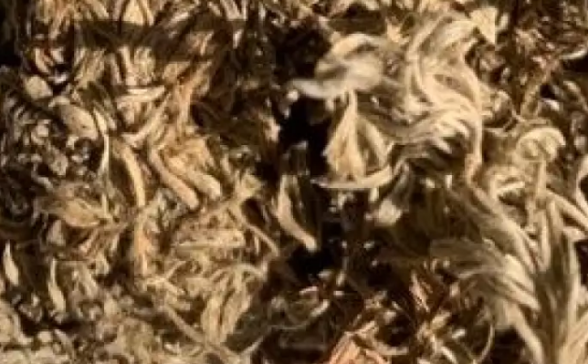 Nụ hoa nhân trần Nụ hoa nhân trần