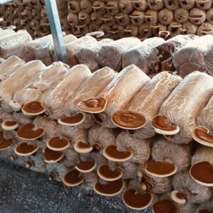 Nấm linh chi đỏ Ninh Hòa