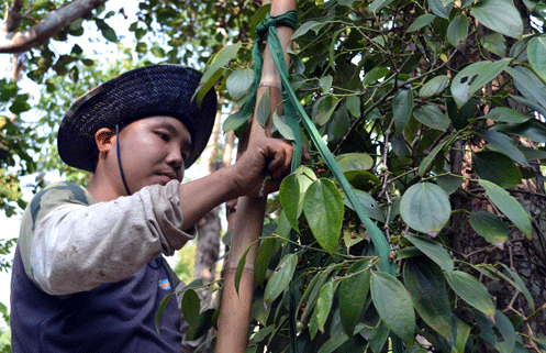san xuat huu co cuu ho tieu khoi “chet yeu” hinh anh 1