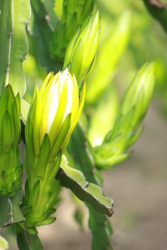 Hoa thanh long: Ít người biết đó là một món ăn bổ dưỡng cũng là những bài thuốc quý - 1