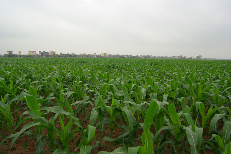 Vườn bắp con. Ảnh minh họa.