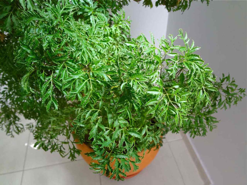 Rất nhiều họ gia đình trồng chậu đinh lăng trên sân thượng. Ảnh minh họa.