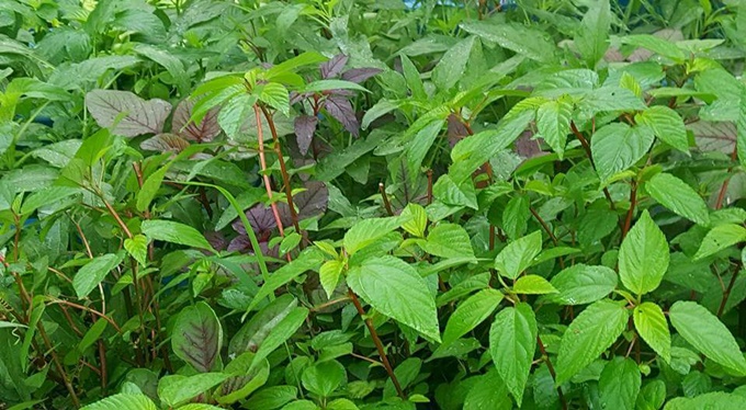ba-me-hai-con-o-hung-yen-thu-hang-ta-nong-phm-tu-vuon-rau-san-thuong-40-m2-9
