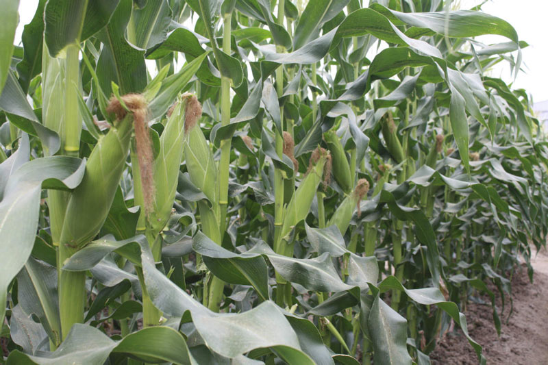 Vườn bắp sắp cho thu hoạch. Ảnh minh họa.