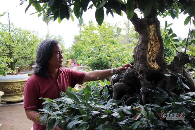 Dưới gốc mai bị “tật” một chỗ nên chủ cây mai này đã thuê người dát 9 chỉ vàng SJC lên, trong đó nổi bật hai chữ "Tuệ - Sâm".