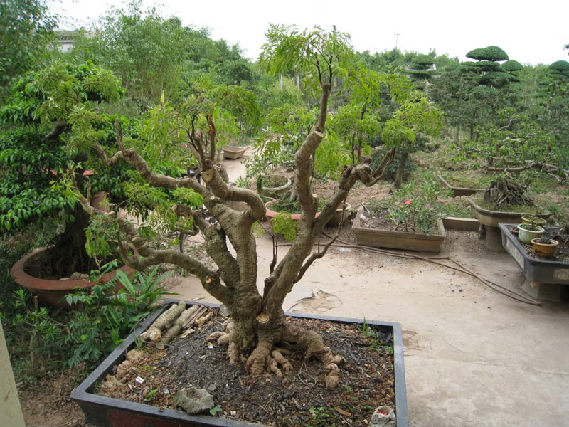 Cây đinh lăng cũng được trồng như cây cảnh. Ảnh minh họa.