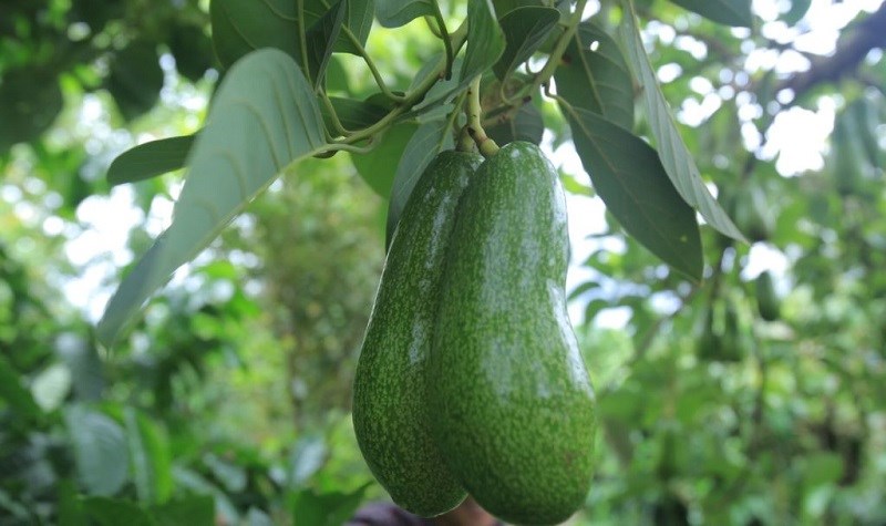 bo-sap-co-may-loai-cac-loai-bo-sap-ngon-cach-phan-biet-bo-sap-va-bo-nuoc-11-800x475-1 Bơ Tứ Quý