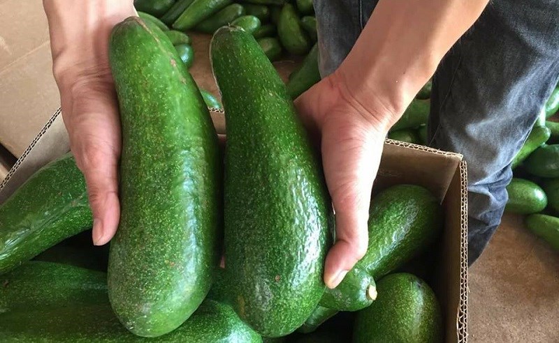 bo-sap-co-may-loai-cac-loai-bo-sap-ngon-cach-phan-biet-bo-sap-va-bo-nuoc-7-800x492-1 Bơ Quốc Minh