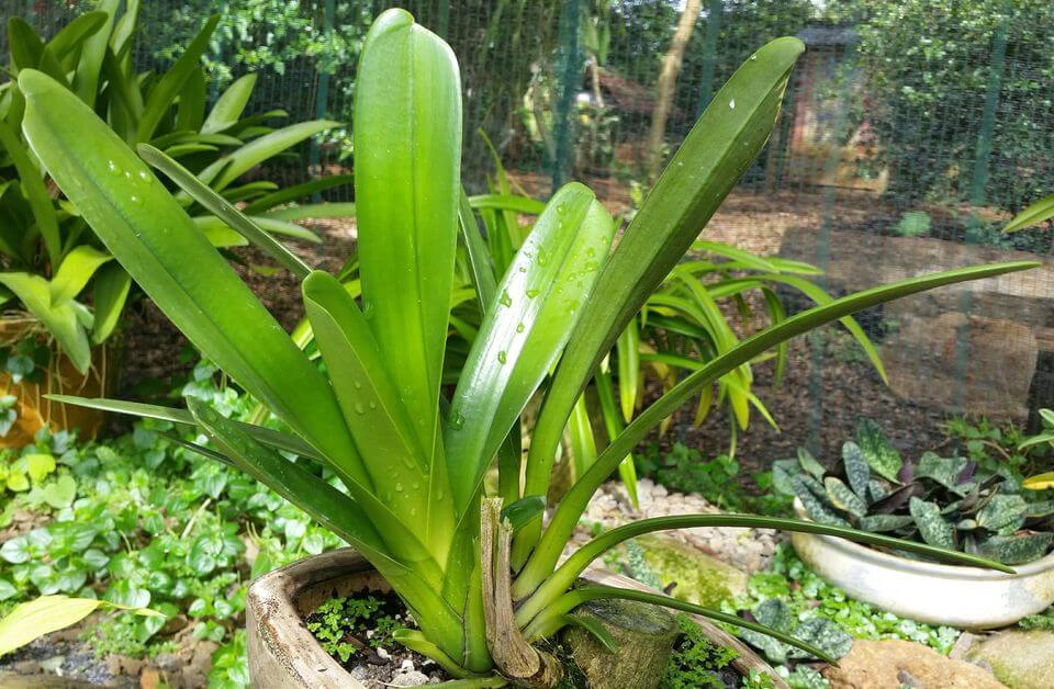 cây lan kiếm rừng