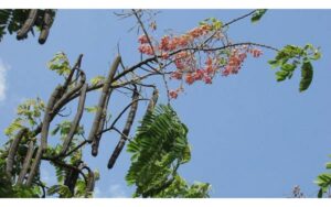 Ô môi cây thuốc quý nhiều công dụng