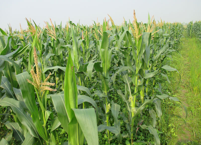 Cây bắp trỗ hoa. Ảnh minh họa.