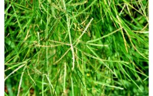 Cỏ mần trầu rất giàu công dụng