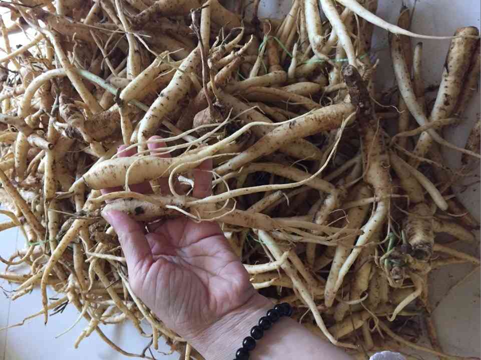 Củ sâm dây tươi