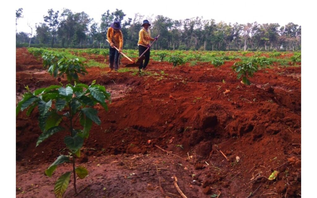 Lựa chọn vùng đất thích hợp để đầu tư trồng cà phê vối Robusta
