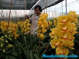 Hoa Đà Lạt Đẹp