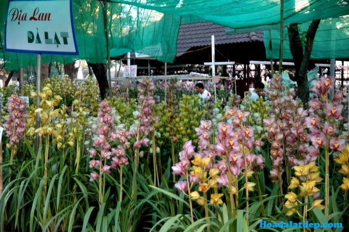 Hoa Đà Lạt Đẹp