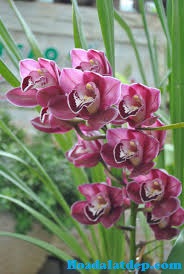 Hoa Đà Lạt Đẹp