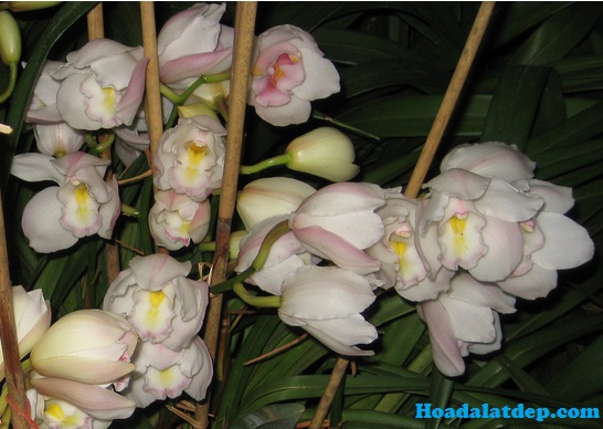 Hoa Đà Lạt Đẹp