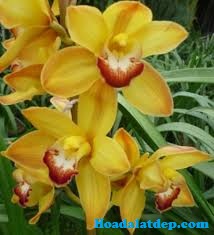 Hoa Đà Lạt Đẹp