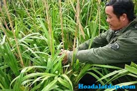 Hoa Đà Lạt Đẹp