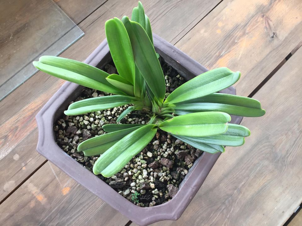 giá thể trồng lan kiếm