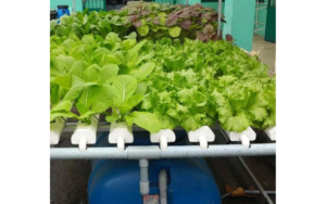 Thực phẩm giàu lưu huỳnh rất cần cho sức khỏe