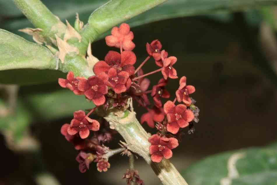 Hình ảnh hoa lưỡi nhân hoa cam xũng