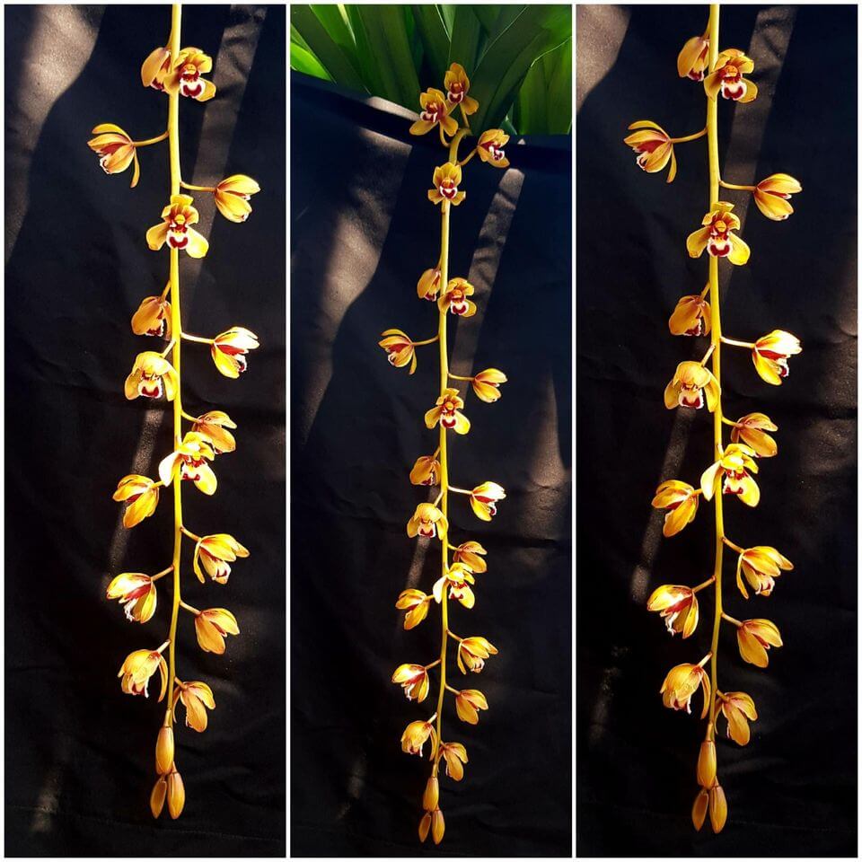 hoa lan kiếm rừng