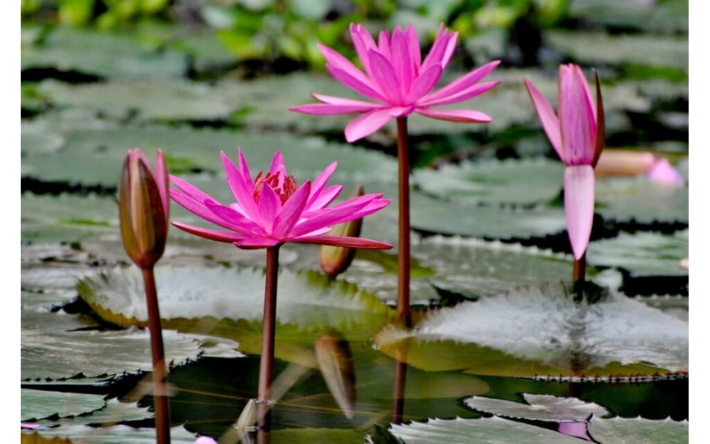 Cesar Ritz - Anh nông dân chăn dê mở ra kỷ nguyên mới của khách sạn cao cấp phục vụ giới thượng lưu, “tượng đài” của ngành dịch vụ khách hàng