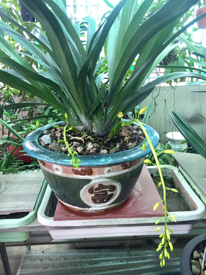 lan kiếm xanh huế