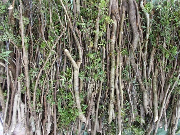 Tất cả các bộ phận của cây đều có công dụng trong y học