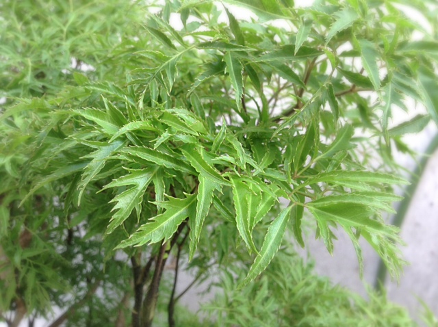 Theo dân gian, có 2 loại đinh lăng là nếp và tẻ, ngoài ra kỹ thuật trồng loại cây này không khó