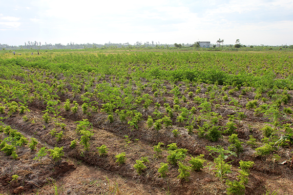 Cây đinh lăng đem lại hiệu quả kinh tế cao