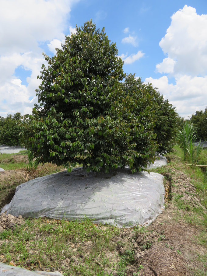 Kỹ thuật xử lý sầu riêng ra hoa ở ĐBSCL là phủ nylon mặt liếp kiểu mái nhà tạo điều kiện khô hạn kích thích sầu riêng ra hoa ở Bến Tre. Ảnh: TVH.