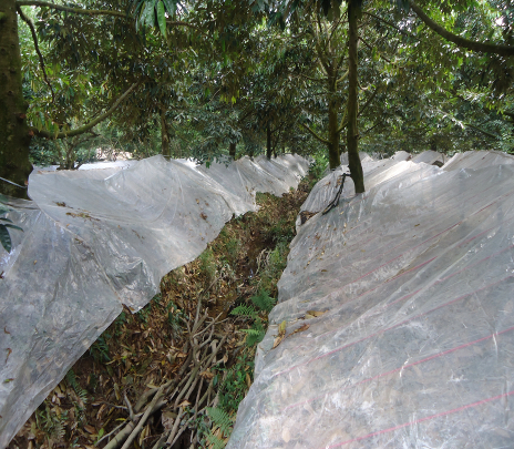 'Cắt hộc' với bề rộng 20 – 30cm, sâu 30cm xung quanh gốc sầu riêng từ 2,5 - 3m kết hợp với phủ gốc bằng nylon để kích thích cây ra hoa ở Tiền Giang. Ảnh: TVH.