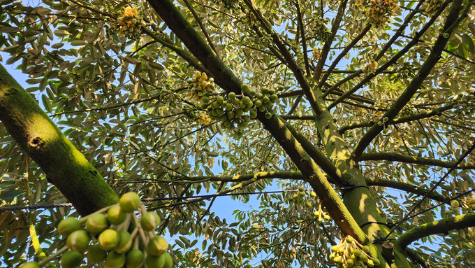 Sầu riêng trong giai đoạn ra hoa. Ảnh: Kim Anh.