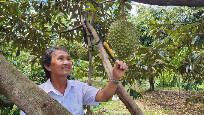 Theo kinh nghiệm, nhà vườn ở ĐBSCL dùng dao gõ vào trái sầu riêng để xác định thời điểm thu hoạch. Ảnh: Kim Anh.