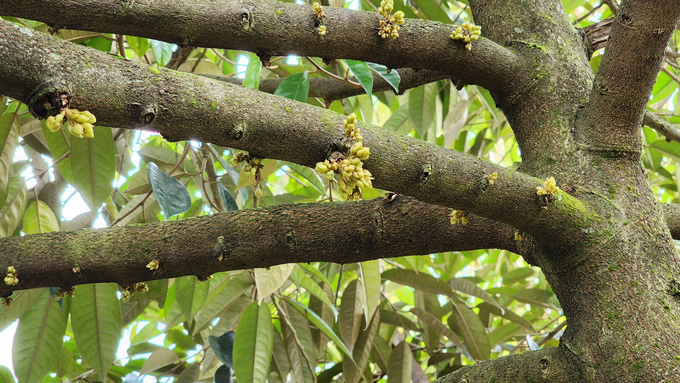 Xử lý ra hoa sầu riêng rải vụ vào những thời điểm thích hợp là kỹ thuật quan trọng giúp nhà vườn né được những thời vụ thu hoạch rộ ở các vùng khác nhau. Ảnh: TVH.