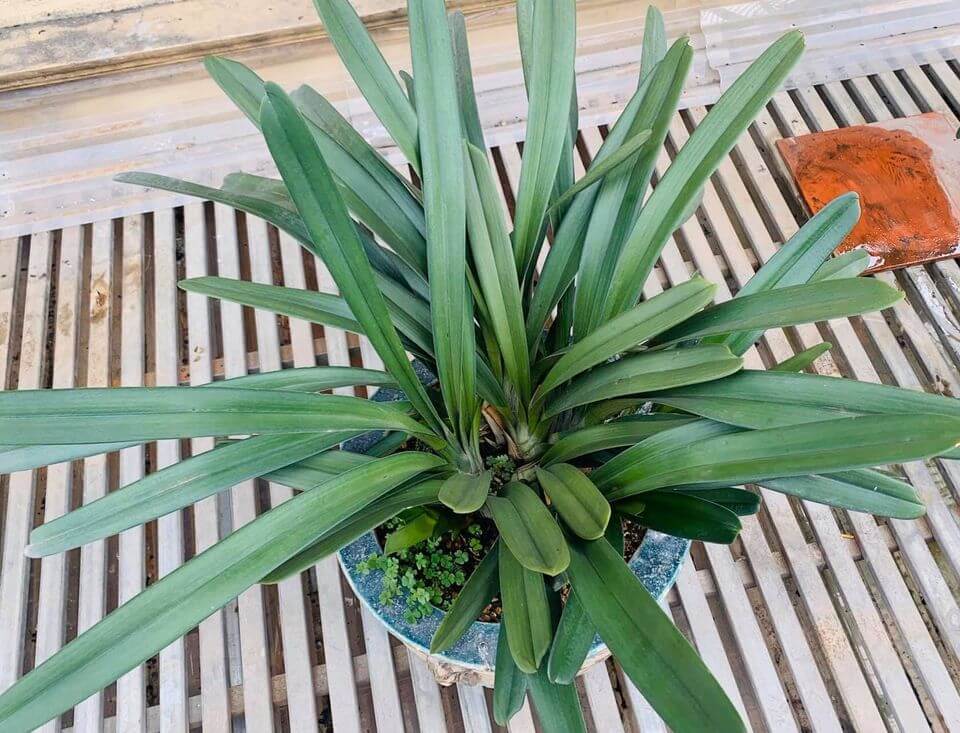 lá lan kiếm rừng