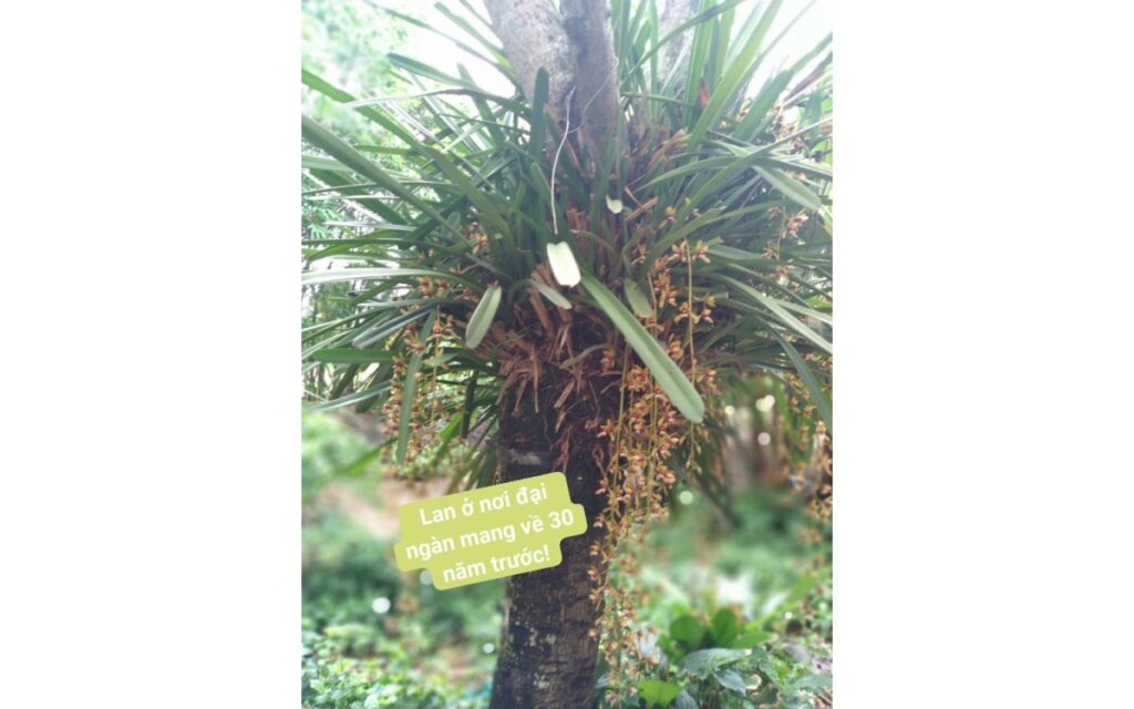 Lan Kiếm Rừng: Phân loại nhận biết và cách trồng chuẩn