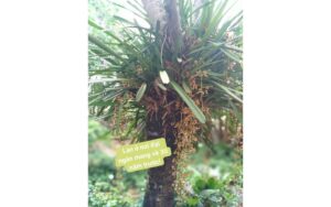 Lan Kiếm Rừng: Phân loại nhận biết và cách trồng chuẩn