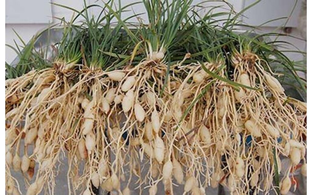 Mạch môn: chống viêm, hạ đường huyết