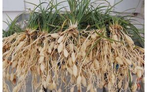 Mạch môn: chống viêm, hạ đường huyết