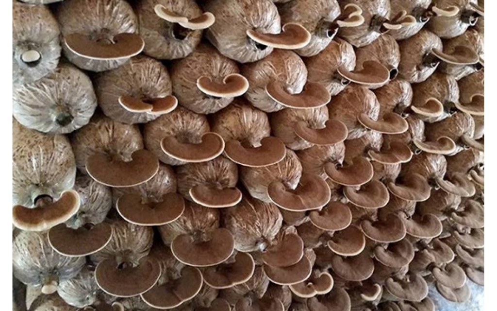 Kỹ thuật trồng nấm linh chi