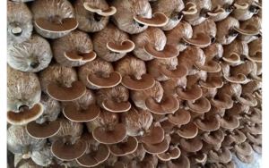 Kỹ thuật trồng nấm linh chi