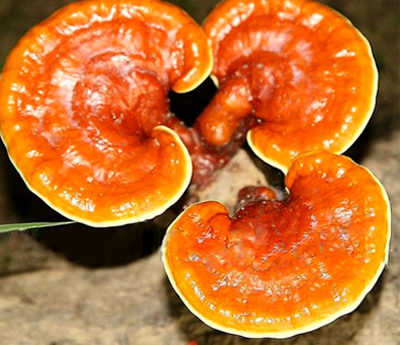 dung-nam-linh-chi-dung-cach-de-boi-bo-suc-khoe-va-ho-tro-tri-benh