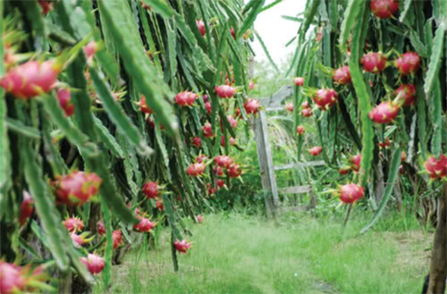 Năng suất chất lượng thanh long tăng cao nhờ phân bón - ảnh 1