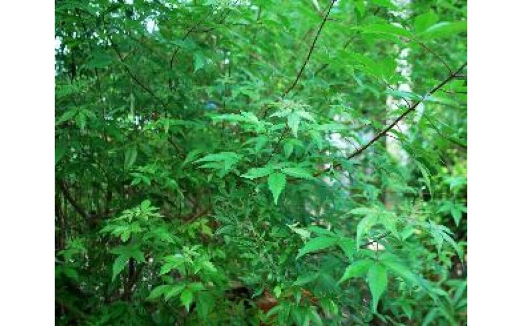 Vị thuốc từ cây ngũ trảo